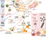 Decoding ubiquitin chain signals in physiologic and stressed states