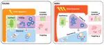 Yasmeen & Stephen's book chapter on proteostasis dysregulation with ageing online now