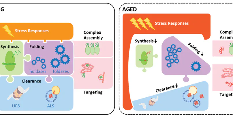 Yasmeen & Stephen's book chapter on proteostasis dysregulation with ageing online now
