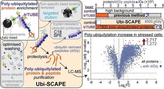 Check out Ubi-SCAPE (pre-print)